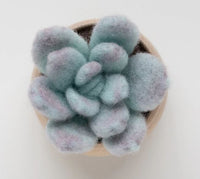 Felted Sky Ghost Plant Succulent Kit