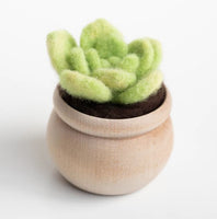 Felted Sky Lily Pad Succulent Kit